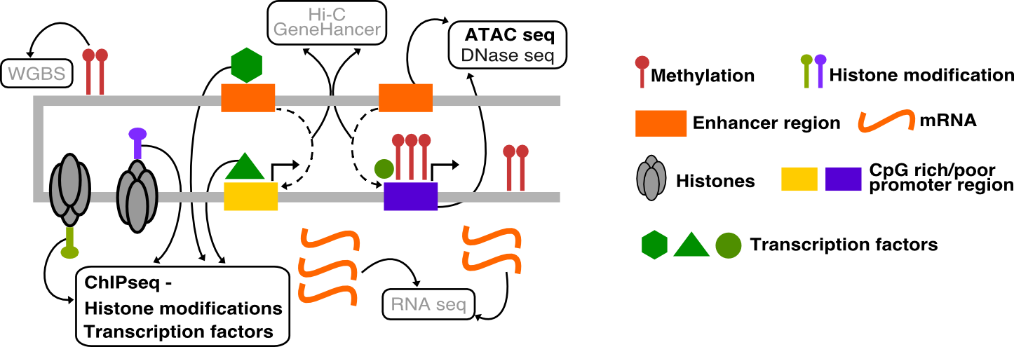 Gene regulation