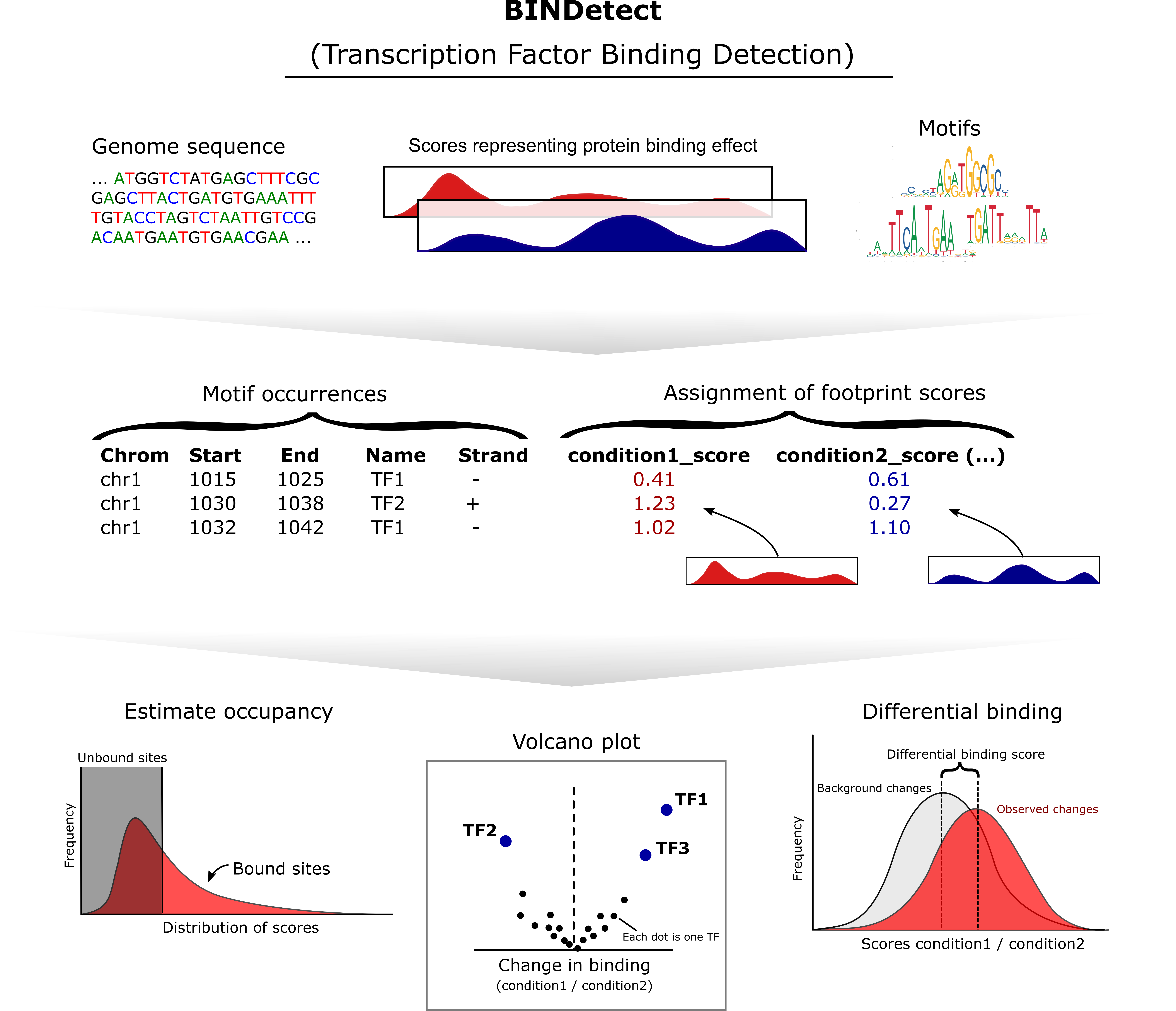 TF binding